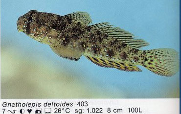 Gnatholepis deltoides